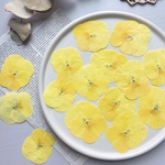 【押し花素材】ビオラ　黄色