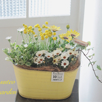 オステオの可愛い寄せ植え𓂃❁⃘𓈒𓏸退職祝い 誕生日プレゼント  引越し祝い  自分へのご褒美に♡