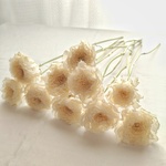 ラナンキュラス ドライフラワー花材