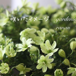 ボリューム満点❁⃘*.ﾟうっとりクレマチス ペトリエイ❁⃘*.ﾟお花の贈り物ꕤ*.ﾟhappy フラワー