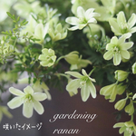 うっとりクレマチス ペトリエイ❁⃘*.ﾟお花の贈り物ꕤ*.ﾟhappy フラワー