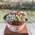 ★送料無料★♡そのまま飾れる♡陶器鉢♬多肉植物寄せ植え╰(*´︶`*)╯♡