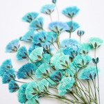 〔押し花〕かすみ草 ミックスカラーセット K69