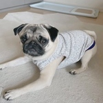 オーダー犬服   接結レース パープル タンクトップ
