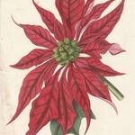 フランスアンティーク 博物画 植物画『ポインセチア』 多色刷り石版画　ボタニカルアート