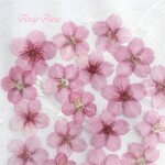✼•• 河津桜（ｶﾜｽﾞｻﾞｸﾗ） ••✼　押し花 素材　