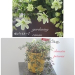 うっとりクレマチス ペトリエイ❁⃘*.ﾟお花の贈り物ꕤ*.ﾟhappy フラワー