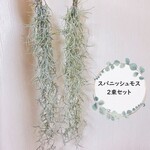 お得な2束セット『スパニッシュモス太葉』　希少な太葉です