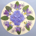 押し花セットR＜組み立てのお花＆ラビットビオラ＆レースフラワー他＞