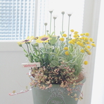 ローダンセマムのナチュラルな寄せ植え𓂃❁⃘𓈒𓏸退職祝い 誕生日プレゼント  引越し祝い  自分へのご褒美に♡