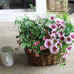 【１点物】ペチュニアVIVAとカリブラコアの寄せ植えギャザリング