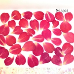 ♡new♡作家様必見♡小さめな花びらがいっぱい♡ 押し花セット