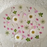 押し花素材120　ピンク色のかすみ草のセット　花材　ピンク　ホワイト　グリーンミックス