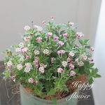 めちゃくちゃ可愛いザルジアンスキア❁⃘𓈒𓏸退職祝い 誕生日プレゼント  引越し祝い  自分へのご褒美に♡