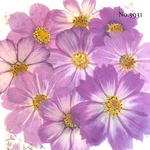 ♡new♡作家様必見♡ 可愛いコスモスお花がいっぱい♡ 押し花セット