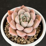 ピンクプリティ　多肉植物