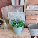 素敵なガーデニング♡【毎年楽しめる寄せ植え】カーペット入り♡ブルー系寄せ植え♪