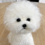 羊毛フェルト＊ビションフリーゼ＊犬＊トイプードル　アフロ