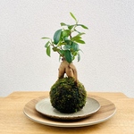 ガジュマル　苔玉