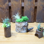 癒しのエアプランツ　流木鉢植え３点セット　A