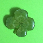 四つ葉のブローチで幸運をNO4