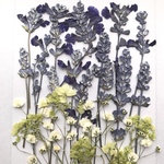 ブルーサルビアとかすみ草の押し花