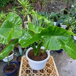観葉植物　クワズイモ　9号鉢植