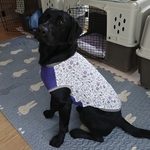 完成品🐶大型犬コーナー⭐️クールクロスのタンクトップ