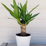 ユッカ　開運☆観葉植物