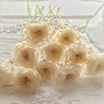 ラナンキュラス ドライフラワー花材