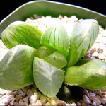 巨大粒 虹窓 多肉植物 ハオルチア オブツーサ