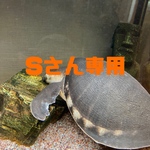 Sさん