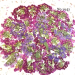 ♡new♡作家様必見♡ ♡可愛いアリッサム♡押し花セット♡