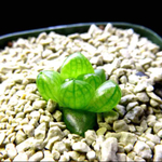 値下げ★ウンブラティゴーラ多肉植物 ハオルチア オブツーサ
