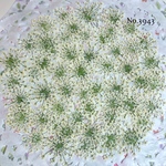 ♡new♡作家様必見♡ ♡レースフラワー 押し花♡