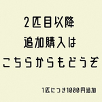 ２枚目追加オプション単品