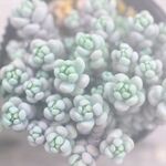 パープルヘイズ　1ヶ 個体差あり＊多肉植物・人気・セダム