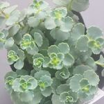 ミセバヤ＊多肉植物