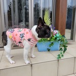 ♡秋冬新作犬服オーダー★フリースおさんぽフレブルタンクトップピンク♪中型犬小型犬フレブル服パグ服フレンチブルドッグ服中型犬小型犬ボストンテリア服