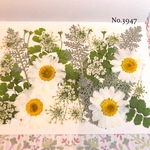 ♡new♡作家様必見♡押し花MIXセット♡押し花セット