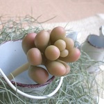カット苗のフェイク多肉植物Ｂ