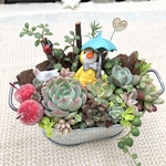 【送料無料】再販♡可愛い　空を見上げるアヒルさん♪多肉植物寄せ植え　フラワーギフト