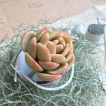 カット苗のフェイク多肉植物Ａ