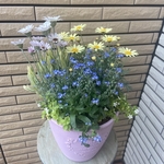 明るいカラーの寄せ植え♪
