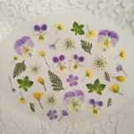 押し花素材133　紫色と黄色い小花のセット　花材　　クリーム　グリーンミックス