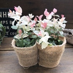 2個セット♡初雪カズラ♡ピンクと白♡寄せ植えに♡ガーデニング♡観葉植物