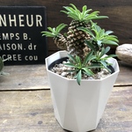 ソテツキリン♡大人気♡ユーフォルビア♡パイナップルコーン♡多肉植物♡観葉植物♡インテリア