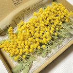 ドライフラワー 花材 ミモザ アカシア 30本