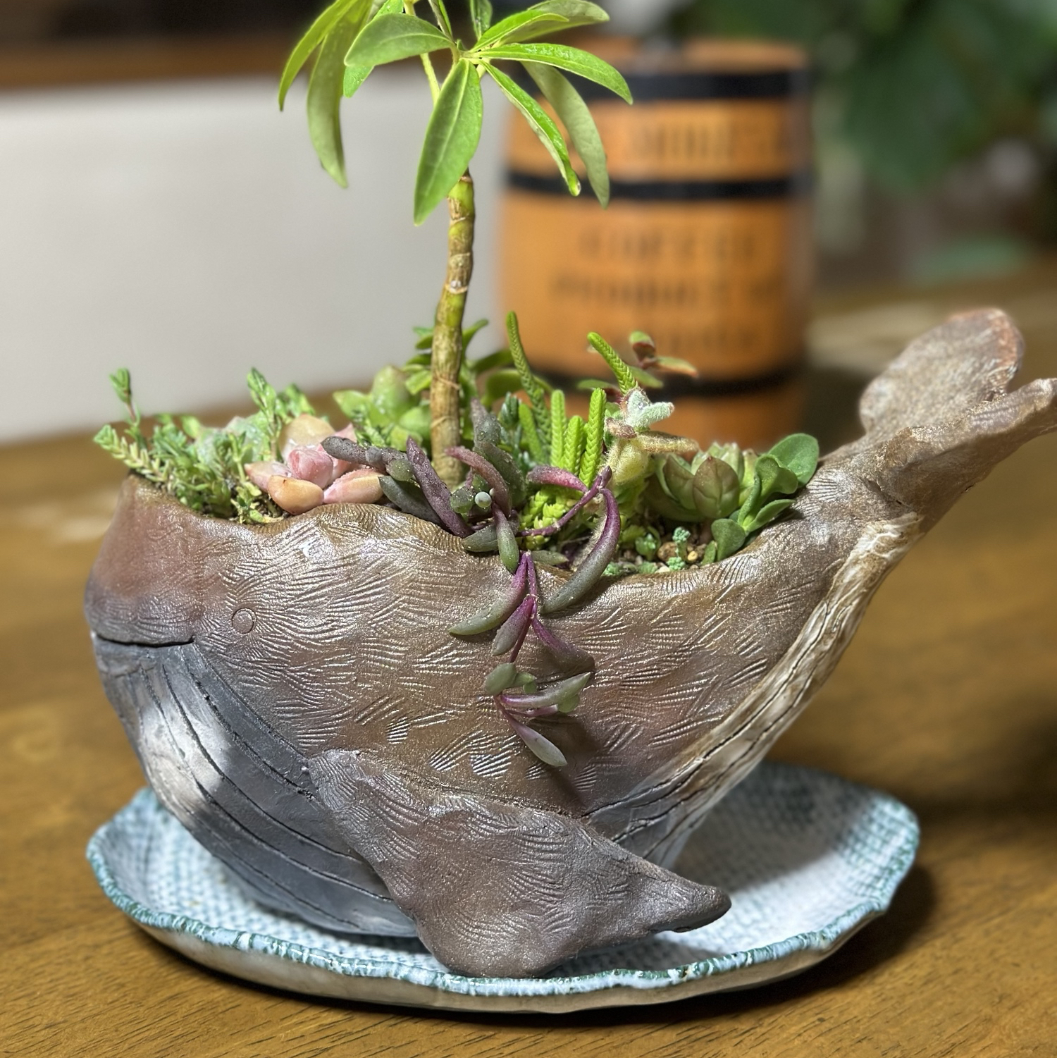 ニッコリと微笑む優しいお顔の鯨さん植木鉢&海色の受け皿