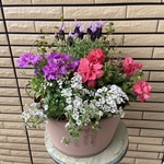 暑さに強い寄せ植え♡母の日プレゼント